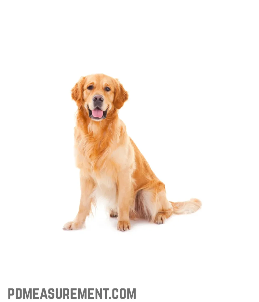 medium-sized-dog-golden-retriever-40-kilograms