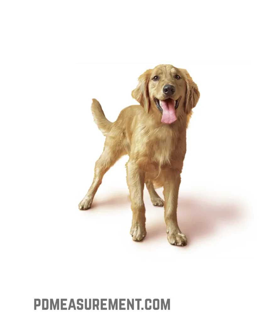 medium-to-large-dog-weigh-50-pounds