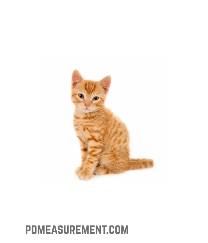 small-dog-or-cat-weigh-10-pounds