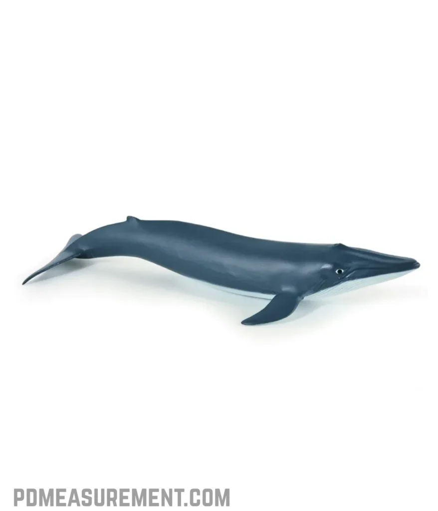 blue-whale-calf-at-birth-10-meters-long