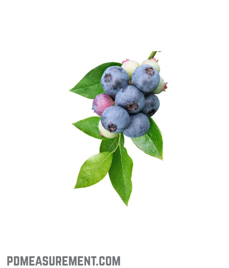 large-blueberry-2cm